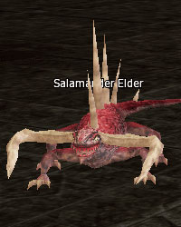 Salamander Elder