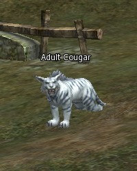 Adult Cougar