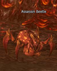 Assassin Beetle