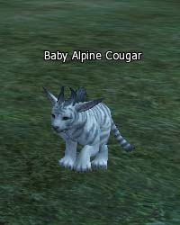 Baby Alpine Cougar