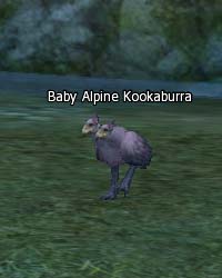 Baby Alpine Kookaburra