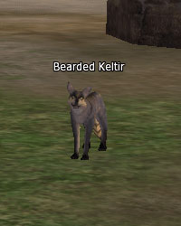 Bearded Keltir