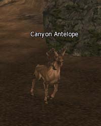 Canyon Antelope