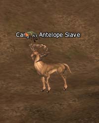 Canyon Antelope Slave