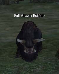 Full Grown Buffalo