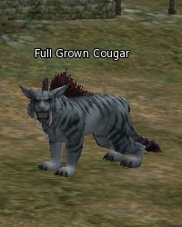 Full Grown Cougar