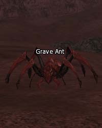 Grave Ant