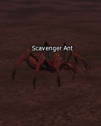 Scavenger Ant