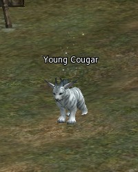 Young Cougar