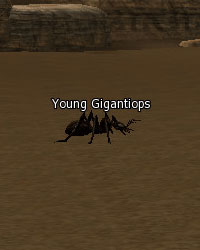 Young Gigantiops